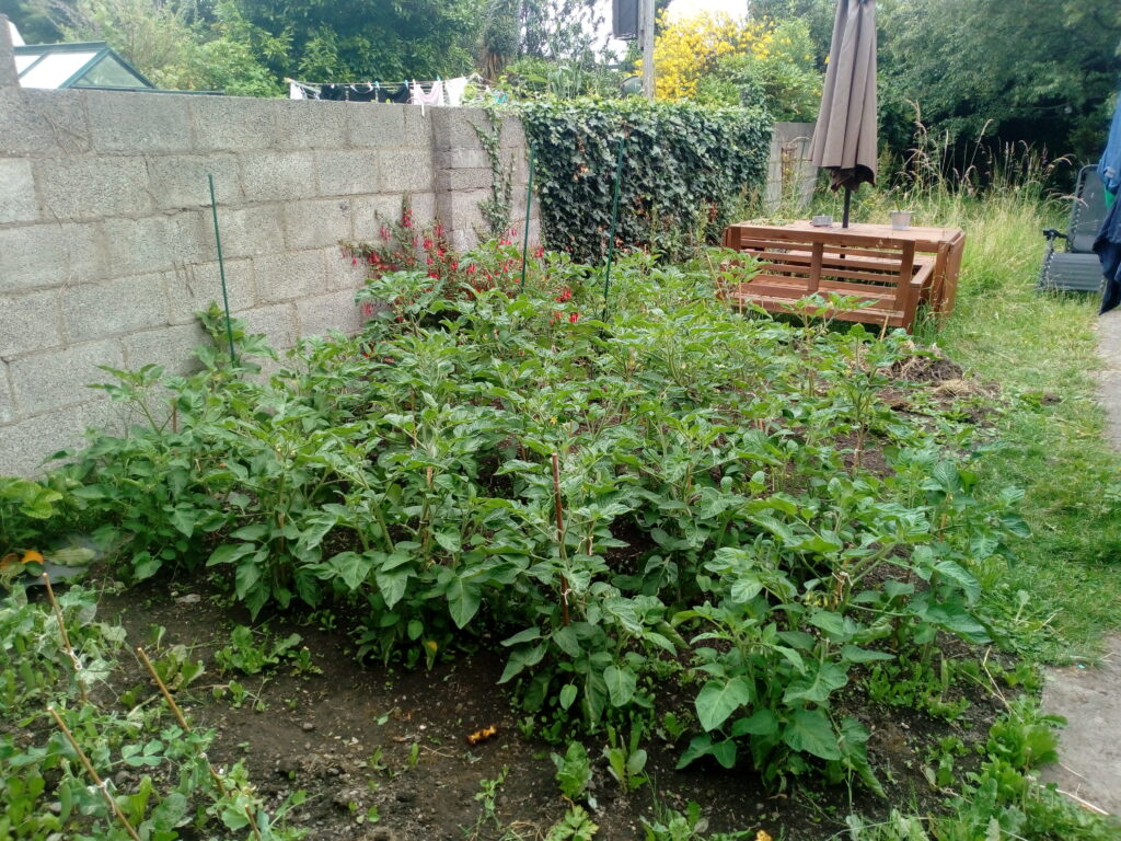 Twenty young tomato plants in my back garden